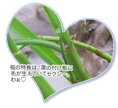 稲の特長は、葉の付け根に毛が生えていてセクシー。わぉ♡