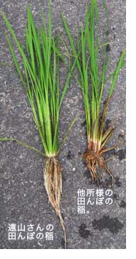 稲の根の比較
