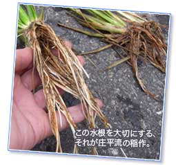 この水根を大切にする。それが庄平流稲作。