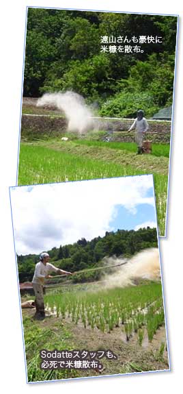 東山さんも、豪快に米糠を散布。