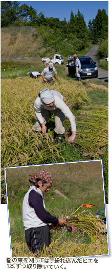 稲の束を刈っては、紛れ込んだヒエを1本ずつ取り除いていく。