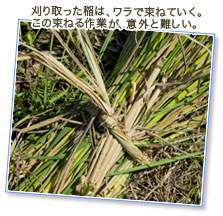 刈り取った稲は、ワラで束ねていく。この束ねる作業が、意外と難しい。